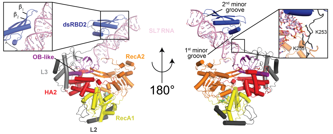 RNA helicase MLE