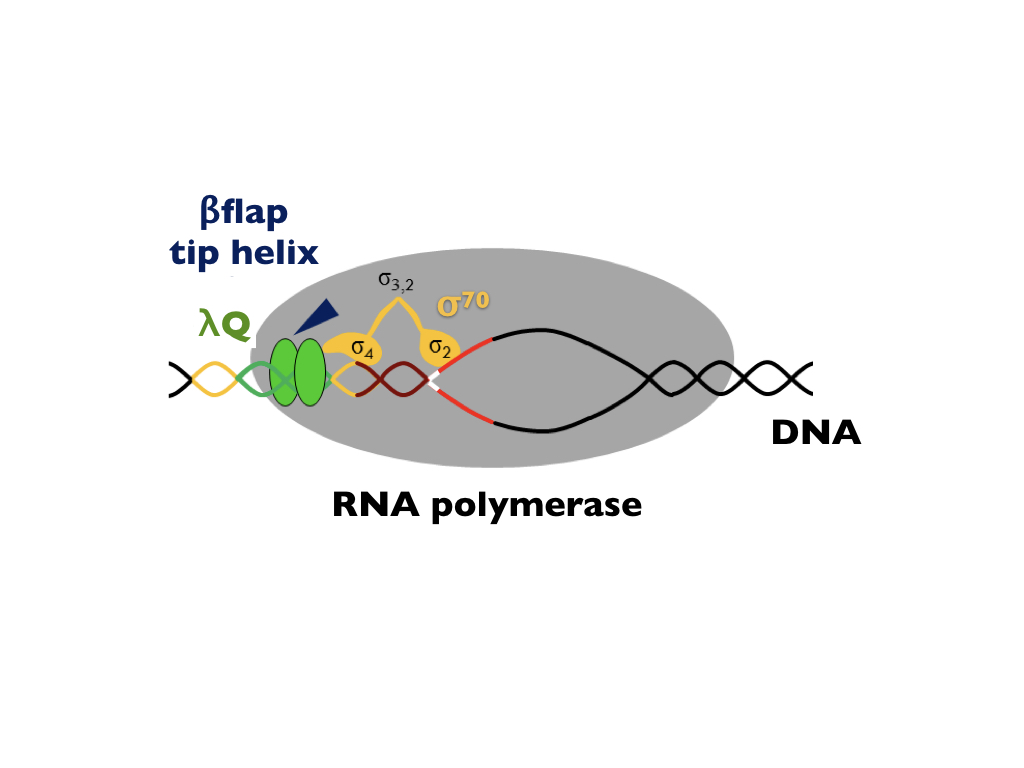 rna polymerase, university bayreuth