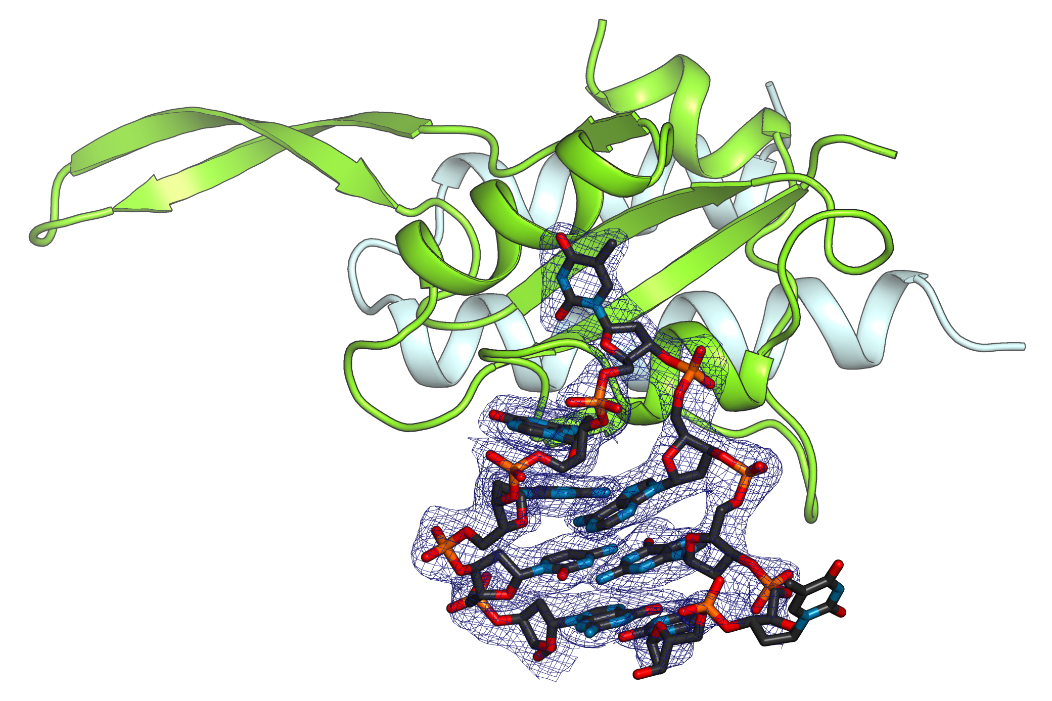 Crystal structure of the transcription factor RfaH (