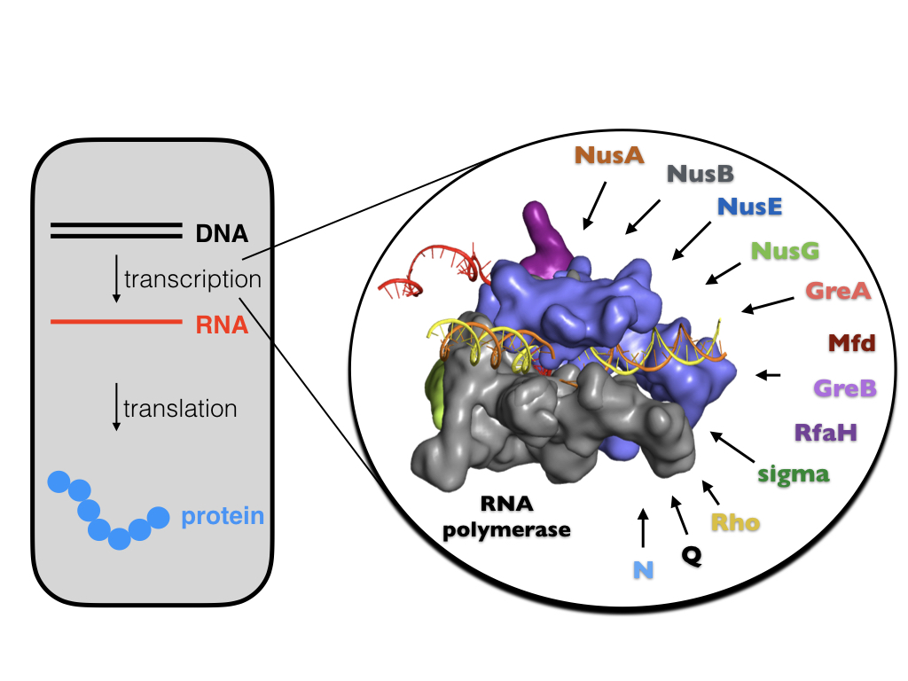 dna transcription, chair of biopolymers